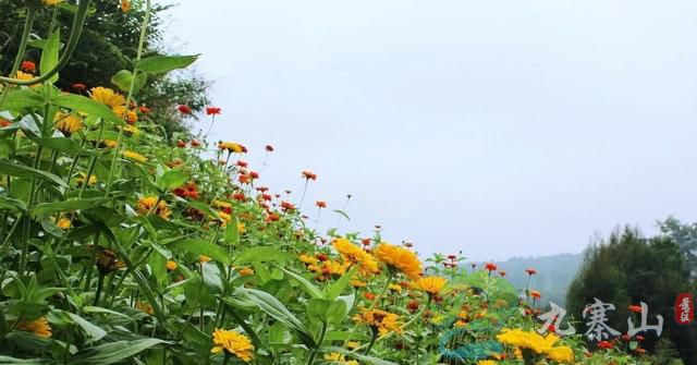 投资21.6亿，巴中打造的九寨山彩色森林公园即将亮相！